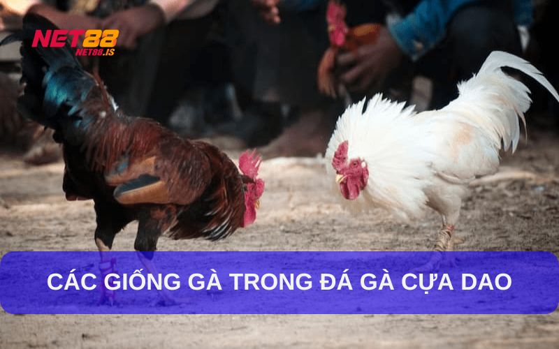 Các giống gà thường xuất hiện trong đá gà cựa dao