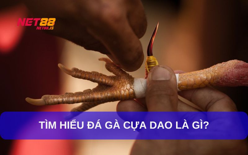 Như thế nào là đá gà cựa dao?