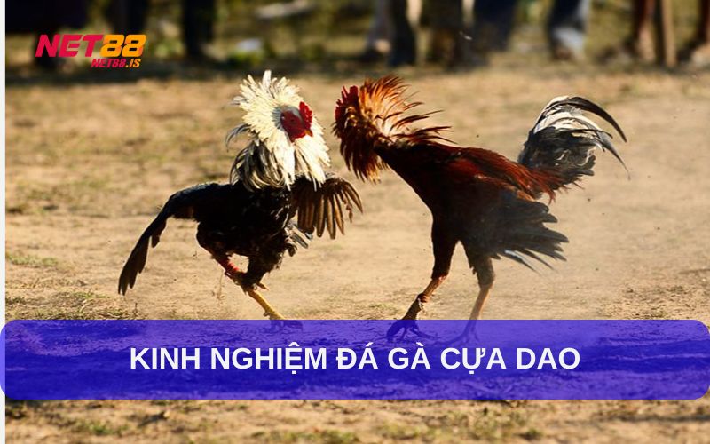 Kinh nghiệm chọn chiến kê trong đá gà cựa dao