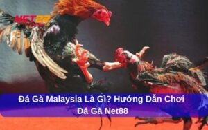 đá gà Malaysia