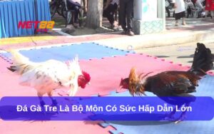 Đá gà tre